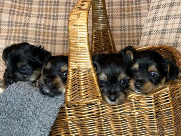 Yorkshire Biewer Terrier for sale in Shifnal, Shropshire - Image 3