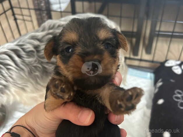 Yorkshire puppy boy and girl for sale in Worcester, Worcestershire - Image 3