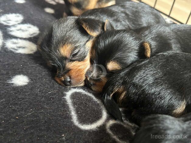 Yorkshire puppy boy and girl for sale in Worcester, Worcestershire - Image 4