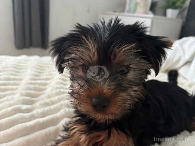 Yorkshire puppy for sale in Sheffield, South Yorkshire - Image 1
