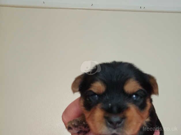 Yorkshire puppy for sale in Liverpool, Merseyside - Image 2