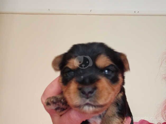 Yorkshire puppy for sale in Liverpool, Merseyside - Image 3