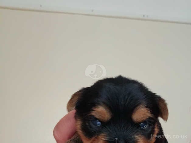 Yorkshire puppy for sale in Liverpool, Merseyside - Image 5