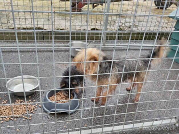 Yorkshire pups for sale in Ayr, South Ayrshire - Image 1