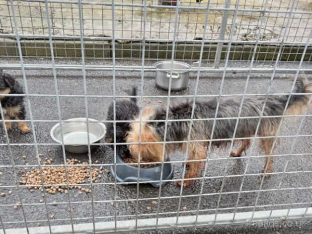 Yorkshire pups for sale in Ayr, South Ayrshire - Image 2