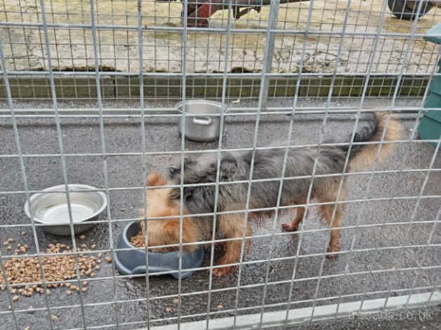 Yorkshire pups for sale in Ayr, South Ayrshire - Image 3