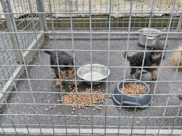 Yorkshire pups for sale in Ayr, South Ayrshire - Image 4