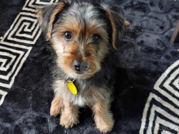 Yorkshire terrier 11 weeks old for sale in Halifax, West Yorkshire