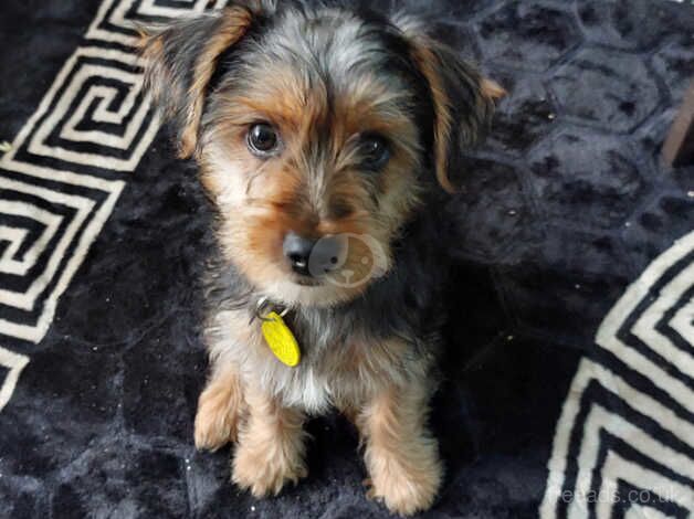 Yorkshire terrier 11 weeks old for sale in Halifax, West Yorkshire - Image 1