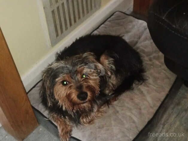 Yorkshire terrier 18 month old for sale in Royal Tunbridge Wells, Kent - Image 2