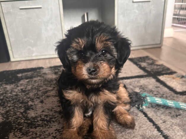 yorkshire terrier 3 boys for sale in Coventry, West Midlands - Image 1