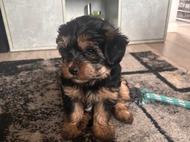 yorkshire terrier 3 boys for sale in Coventry, West Midlands - Image 2