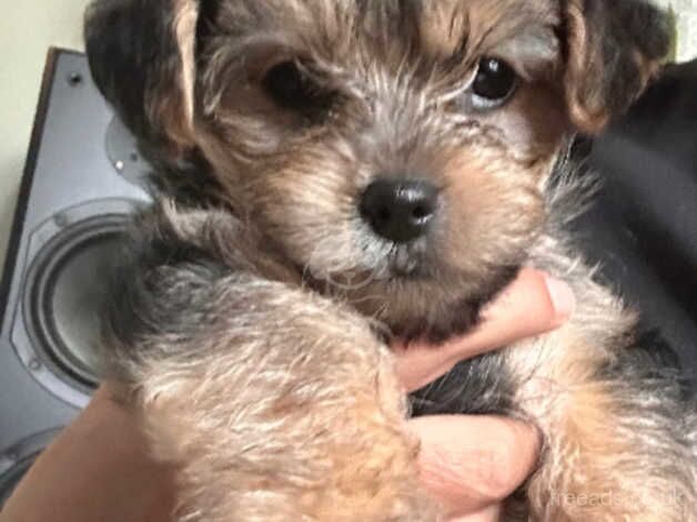 yorkshire terrier 3 boys for sale in Coventry, West Midlands - Image 3