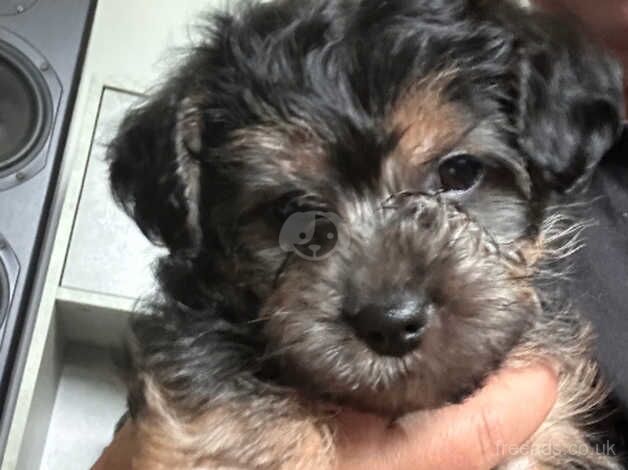 yorkshire terrier 3 boys for sale in Coventry, West Midlands - Image 5