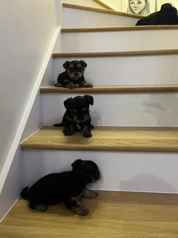 Yorkshire terrier for sale in Harlow, Essex