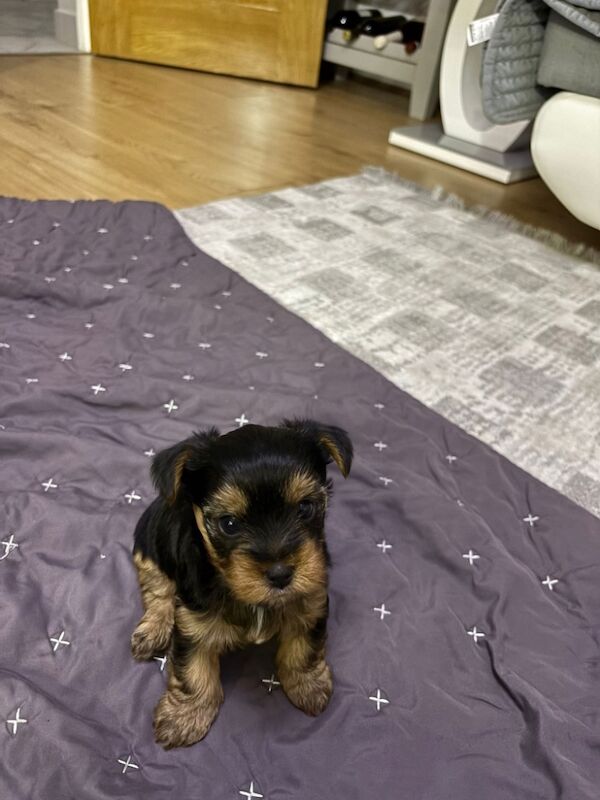 Yorkshire terrier for sale in Harlow, Essex - Image 2