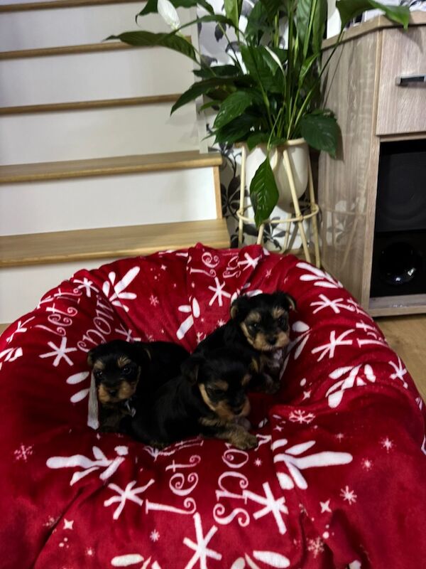 Yorkshire terrier for sale in Harlow, Essex - Image 3