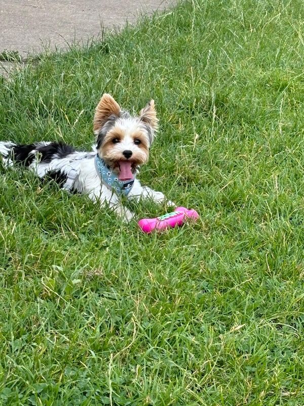 Yorkshire terrier for sale in Harlow, Essex - Image 4