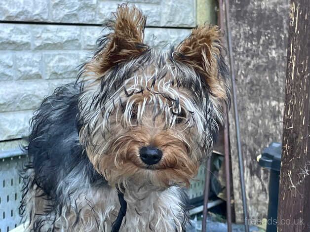 Yorkshire terrier 5 month old for sale in Warrington, Cheshire