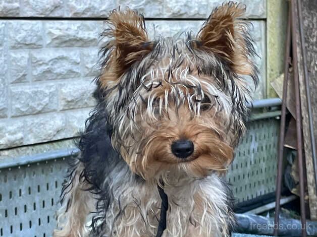 Yorkshire terrier 5 month old for sale in Warrington, Cheshire - Image 2