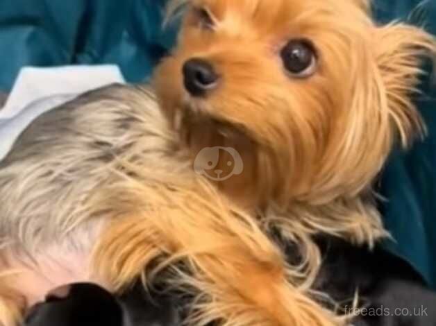 Yorkshire terrier 5 month old for sale in Warrington, Cheshire - Image 3