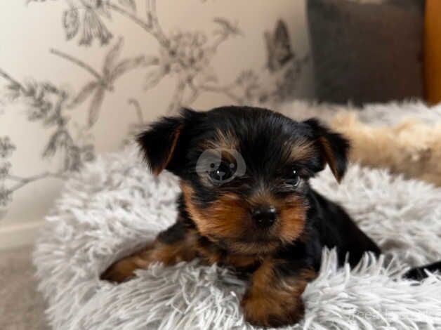 Yorkshire Terrier Beautiful Boys ONO. for sale in Nottingham, Nottinghamshire