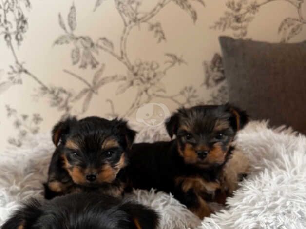 Yorkshire Terrier Beautiful Boys ONO. for sale in Nottingham, Nottinghamshire - Image 2