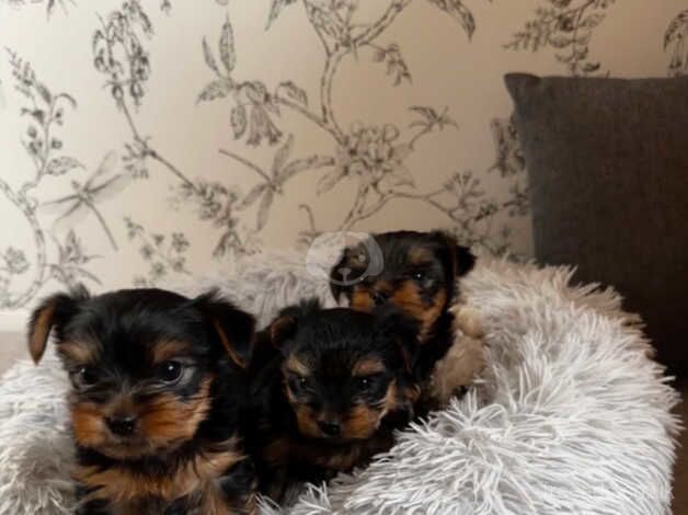 Yorkshire Terrier Beautiful Boys ONO. for sale in Nottingham, Nottinghamshire - Image 3