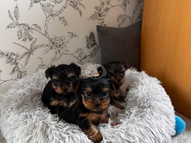 Yorkshire Terrier Beautiful Boys ONO. for sale in Nottingham, Nottinghamshire - Image 4