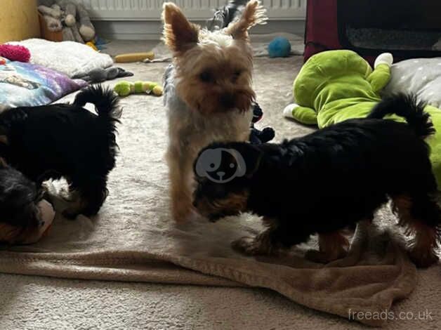 Yorkshire Terrier Beautiful Boys ONO. for sale in Nottingham, Nottinghamshire - Image 5