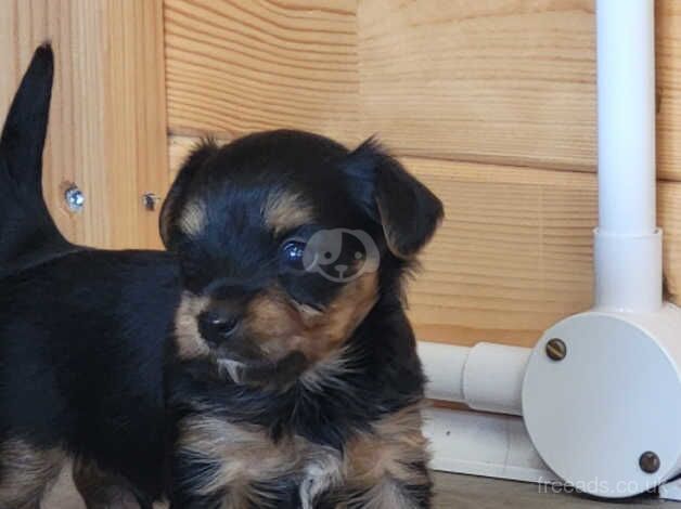 Yorkshire Terrier Beautiful Puppies From Licence Breeder for sale in Swindon, Wiltshire - Image 1