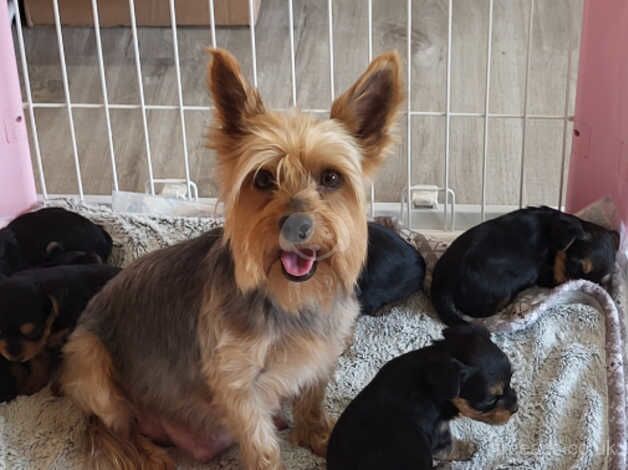 Yorkshire Terrier Beautiful Puppies From Licence Breeder for sale in Swindon, Wiltshire - Image 2