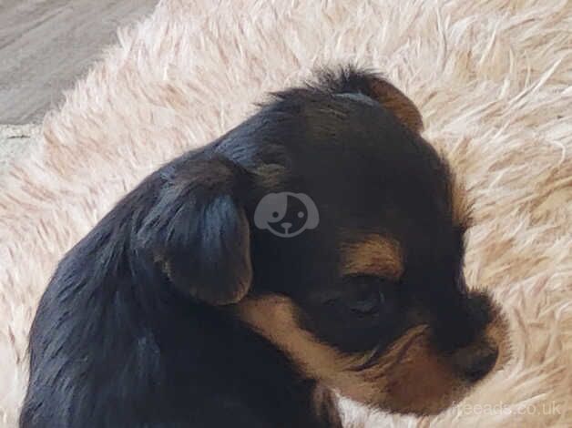 Yorkshire Terrier Beautiful Puppies From Licence Breeder for sale in Swindon, Wiltshire - Image 3