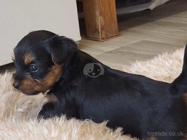 Yorkshire Terrier Beautiful Puppies From Licence Breeder for sale in Swindon, Wiltshire - Image 4