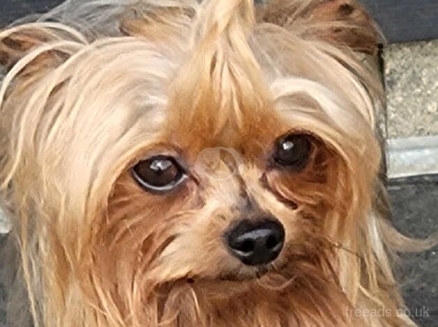 Yorkshire Terrier Beautiful Puppies From Licence Breeder for sale in Swindon, Wiltshire - Image 5