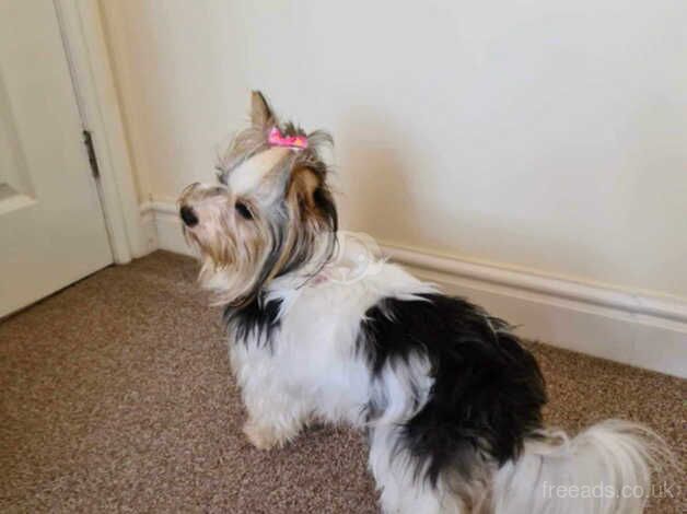 Yorkshire terrier biewer Famale for sale in Barton-Upon-Humber, Lincolnshire