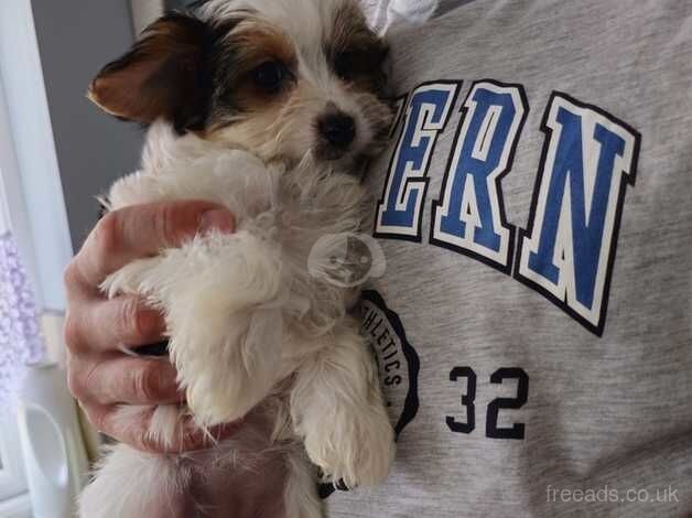 Yorkshire terrier biewer Famale for sale in Barton-Upon-Humber, Lincolnshire - Image 3