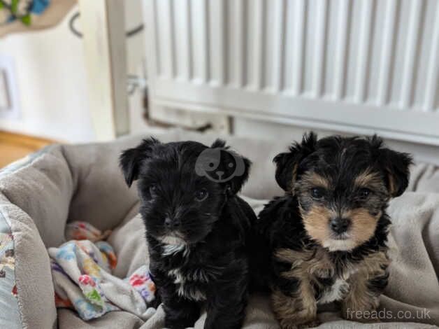 Yorkshire terrier biewer for sale in Northampton, Northamptonshire - Image 1