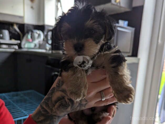 Yorkshire terrier biewer for sale in Northampton, Northamptonshire - Image 2