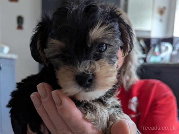 Yorkshire terrier biewer for sale in Northampton, Northamptonshire - Image 3