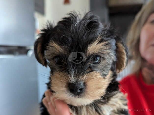 Yorkshire terrier biewer for sale in Northampton, Northamptonshire - Image 4