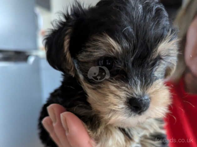 Yorkshire terrier biewer for sale in Northampton, Northamptonshire - Image 5