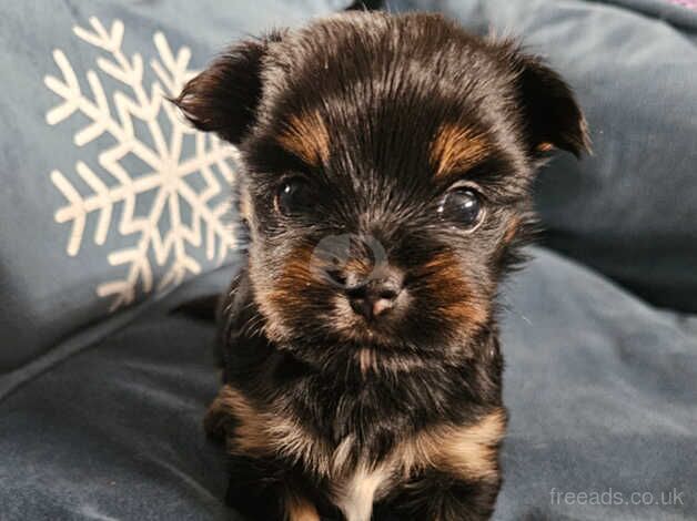 Yorkshire Terrier Biewer for sale in Nottingham, Nottinghamshire - Image 3