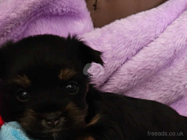 Yorkshire Terrier Biewer for sale in Nottingham, Nottinghamshire - Image 4