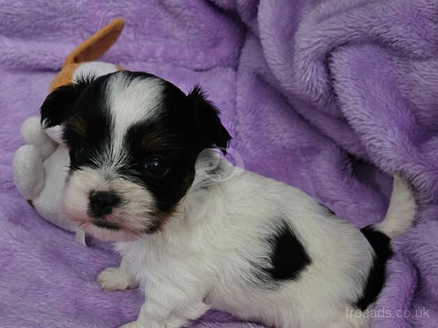 Yorkshire Terrier Biewer for sale in Nottingham, Nottinghamshire - Image 5