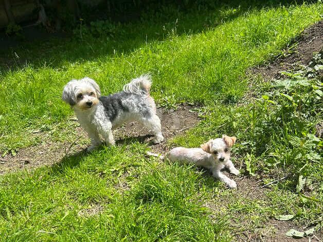 Yorkshire Terrier Biewer for sale in Oldham, Greater Manchester - Image 3