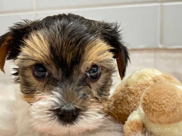 Yorkshire terrier biewer puppies for sale in Bristol - Image 1