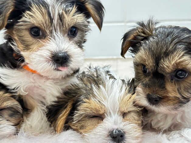 Yorkshire terrier biewer puppies for sale in Bristol - Image 3