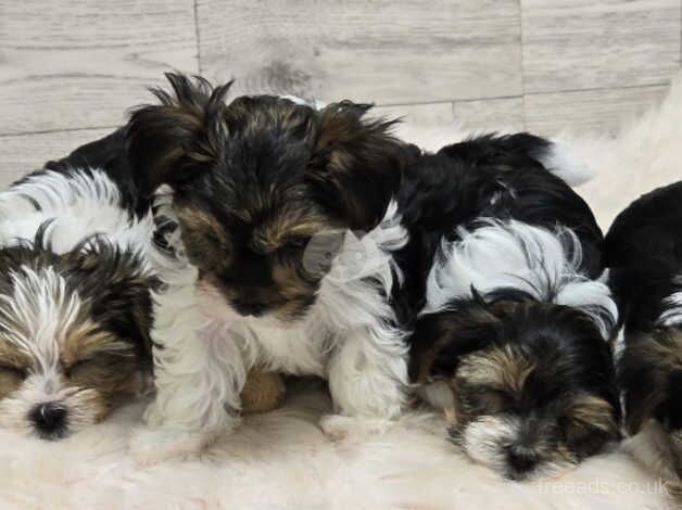 Yorkshire terrier biewer puppies for sale in Bristol - Image 5