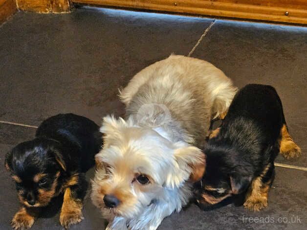 Yorkshire terrier biewer puppies for sale in Lincoln, Lincolnshire